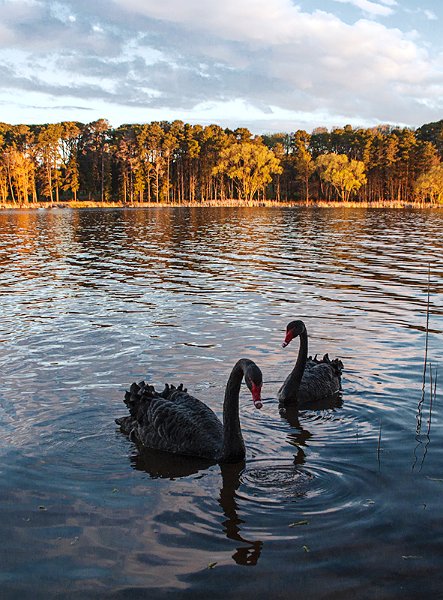 sunset swans.jpg